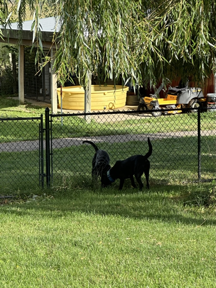 Two black lab pups playing near the run yard fence
