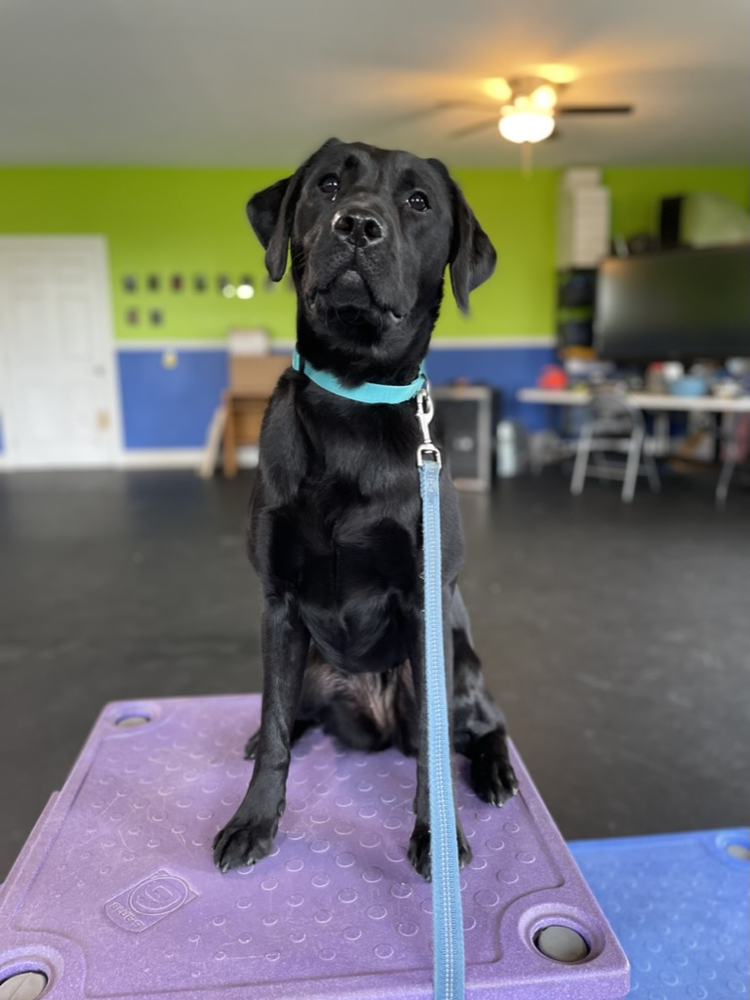 Black lab sitting on an agility platform indoors