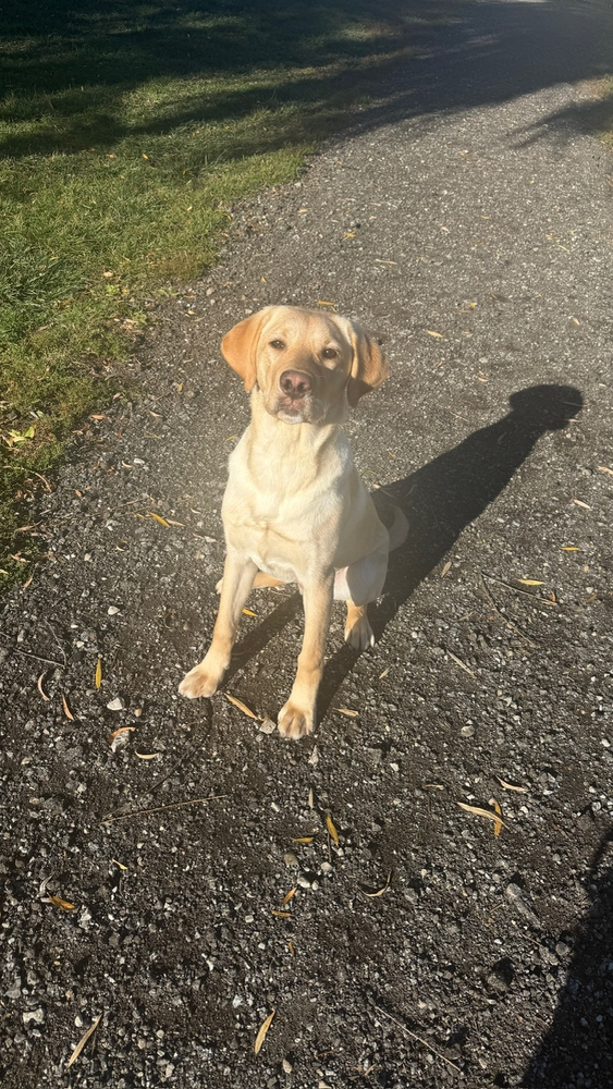 Yellow lab sitting on the gravel path outside