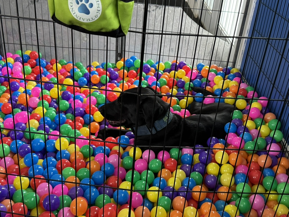 Dog relaxing in a colorful ball pit