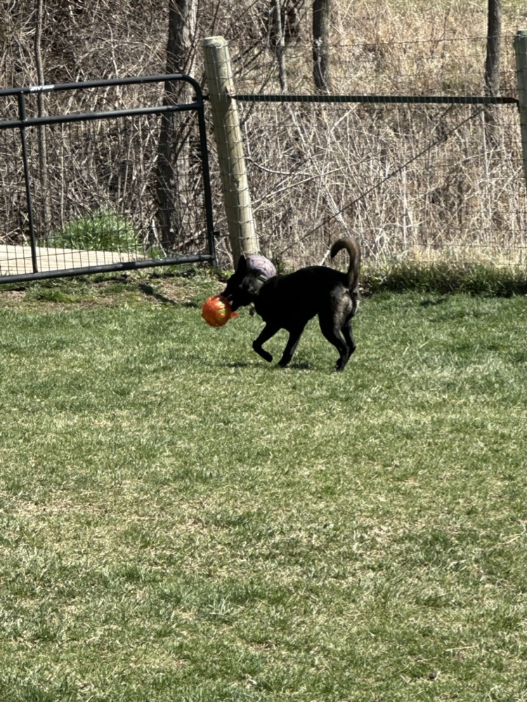 Dog playing fetch with a ball in the grass