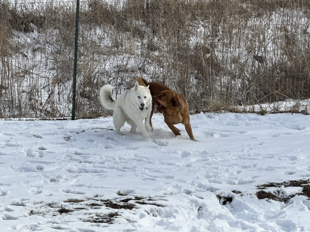 Dogs playing together in the snow