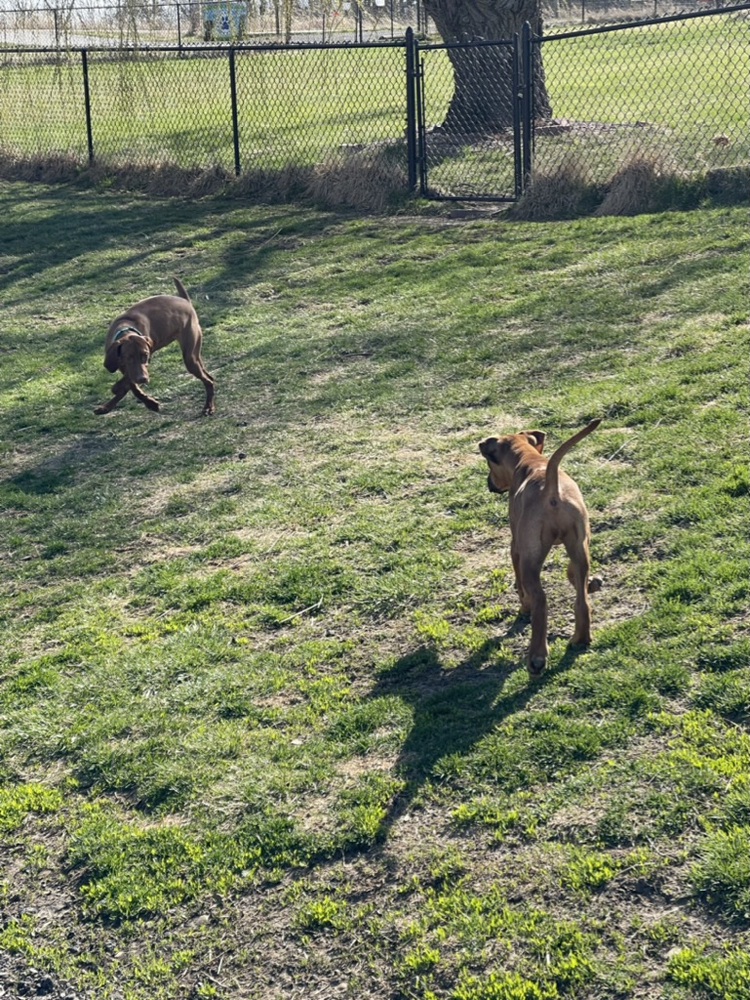 Two dogs playing together in the grass yard
