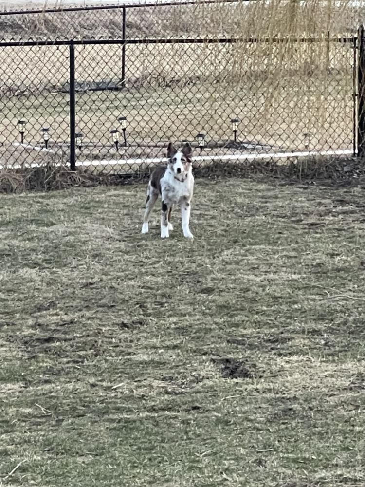 Dog standing in the grass run yard