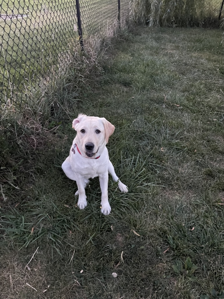 Puppy sitting in the grass by the fence