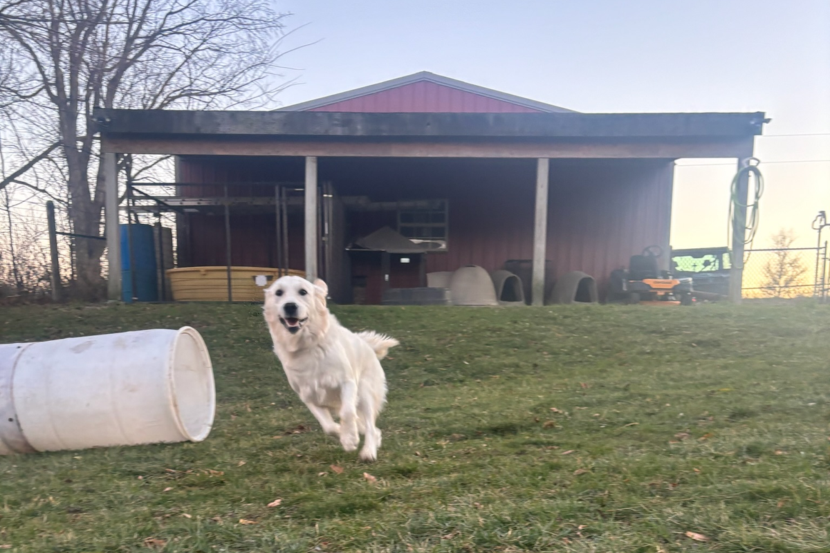 Golden retriever running during pet dog training