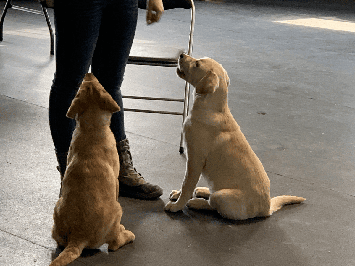 Two puppies sitting attentively facing their trainer during a session
