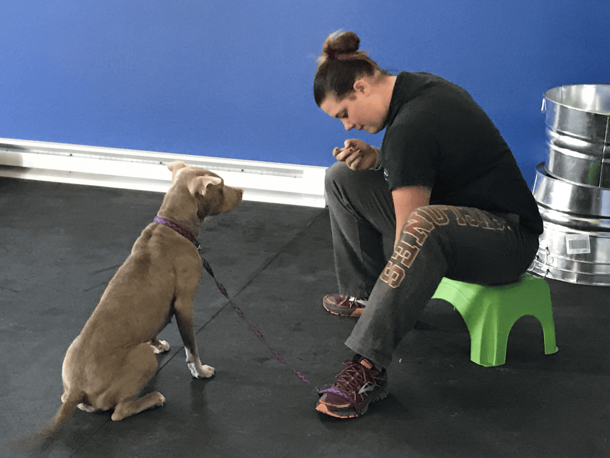 Trainer working one-on-one with a dog seated on a stool