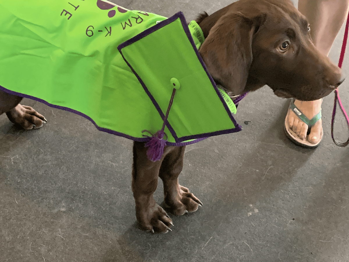Dog wearing a training vest walking on leash with handler