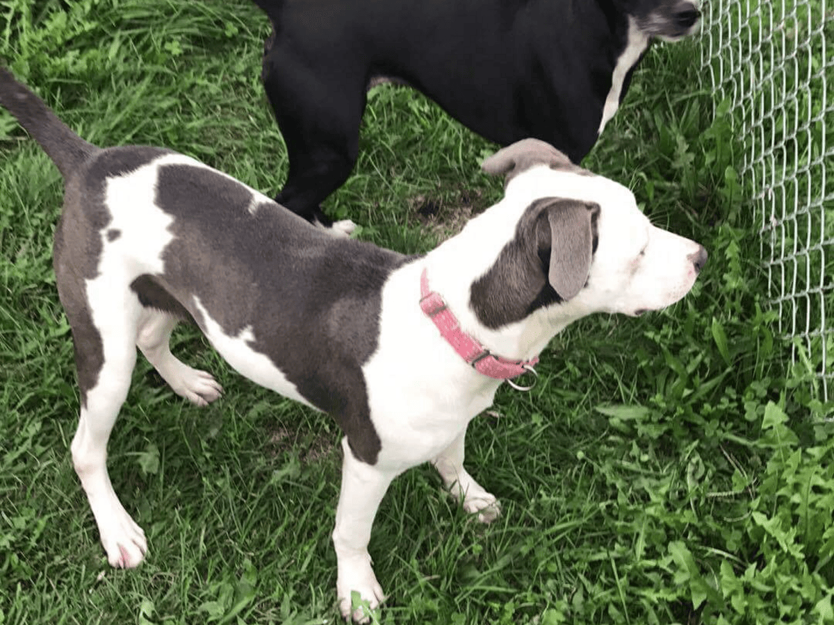 Two dogs playing near the yard fence