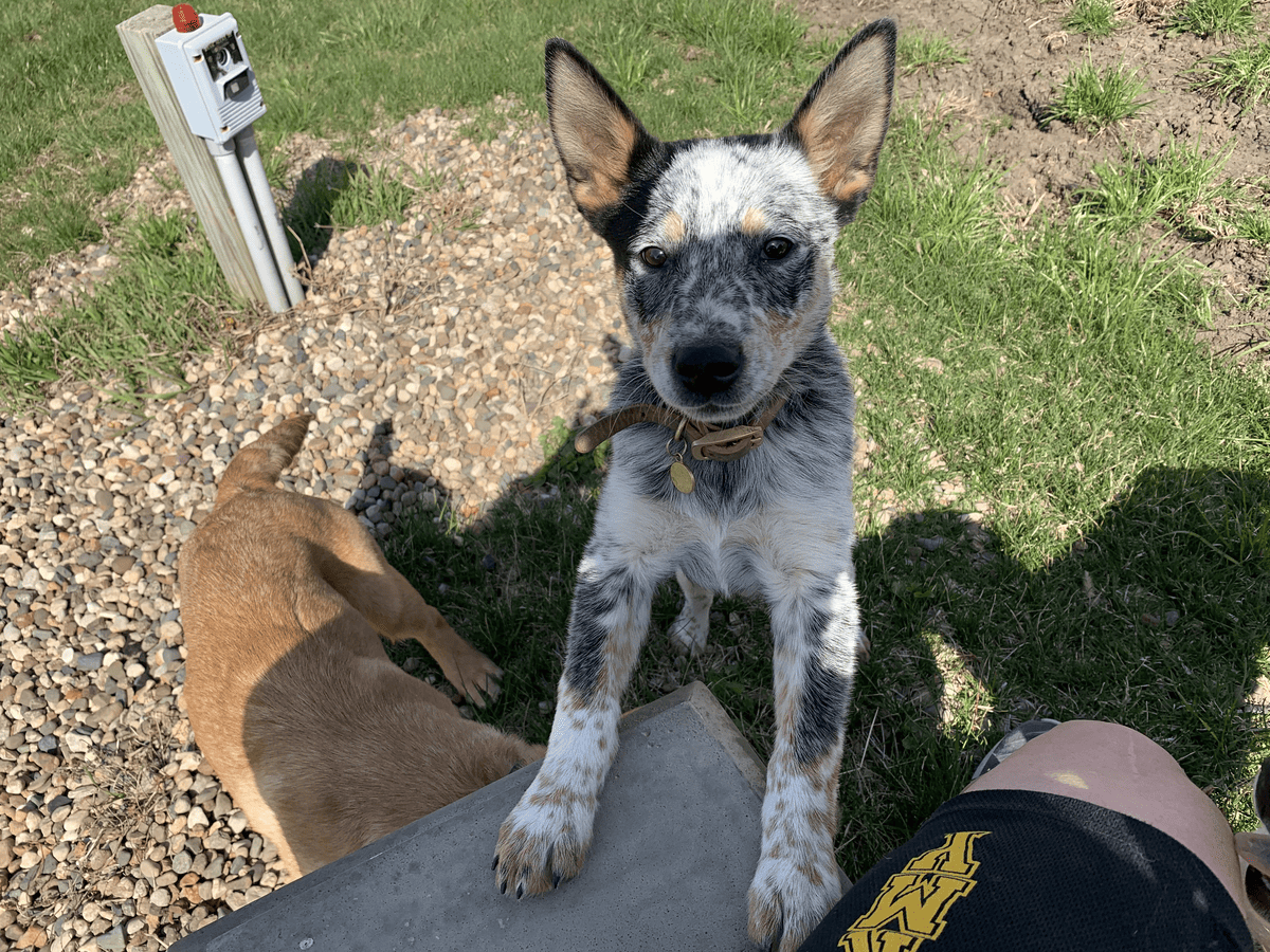 Puppy on the deck with handler