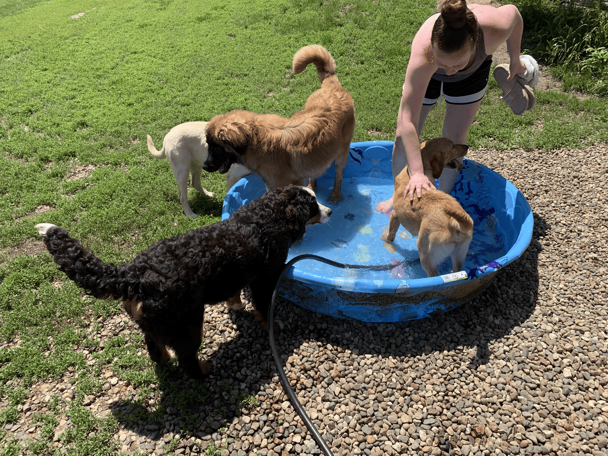 Two dogs playing in a kiddie pool with handler