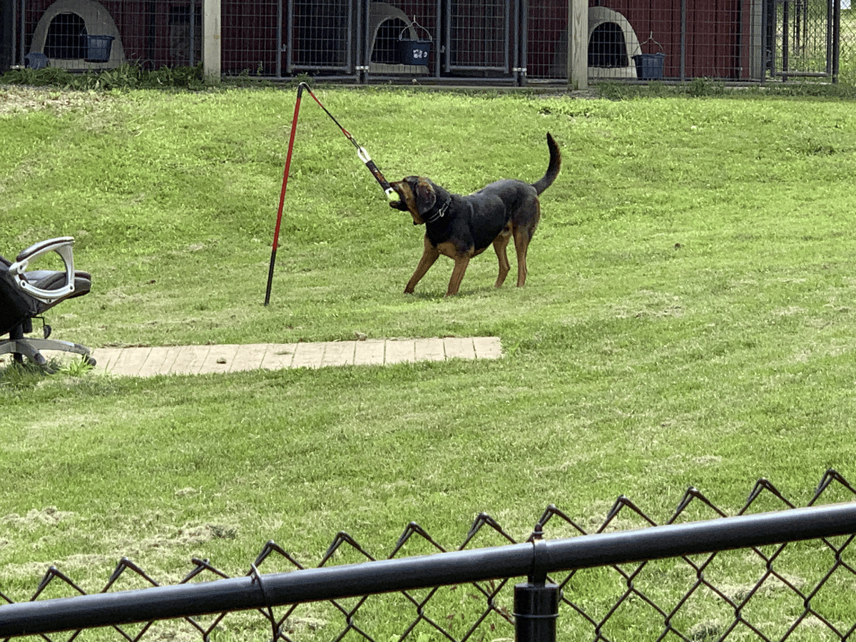 Dog on a long line in the training yard