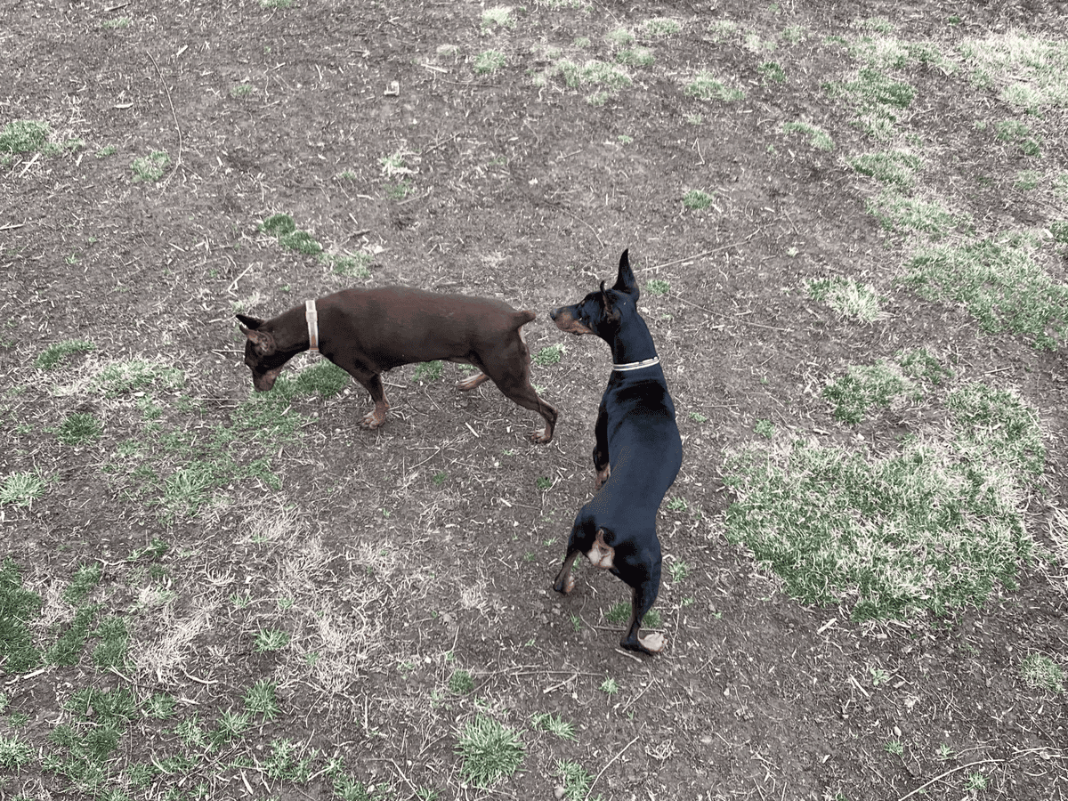 Two dogs playing together outdoors
