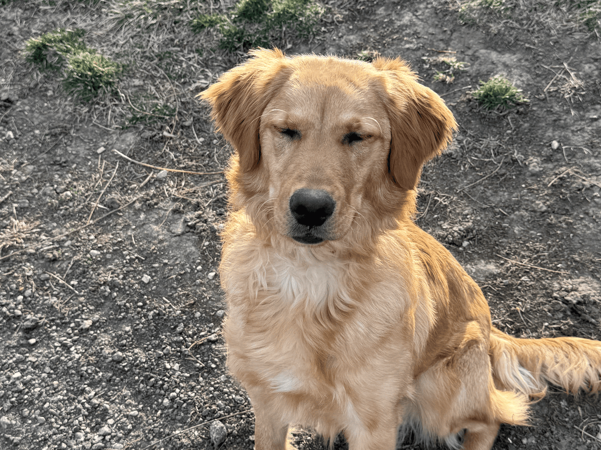 Golden retriever sitting portrait