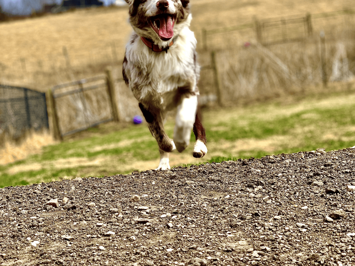 Australian shepherd running through a field