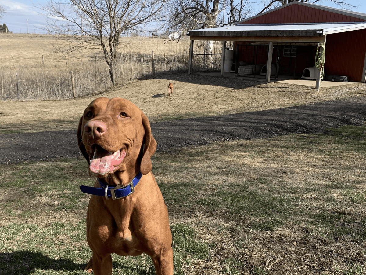 Vizsla standing at attention outdoors