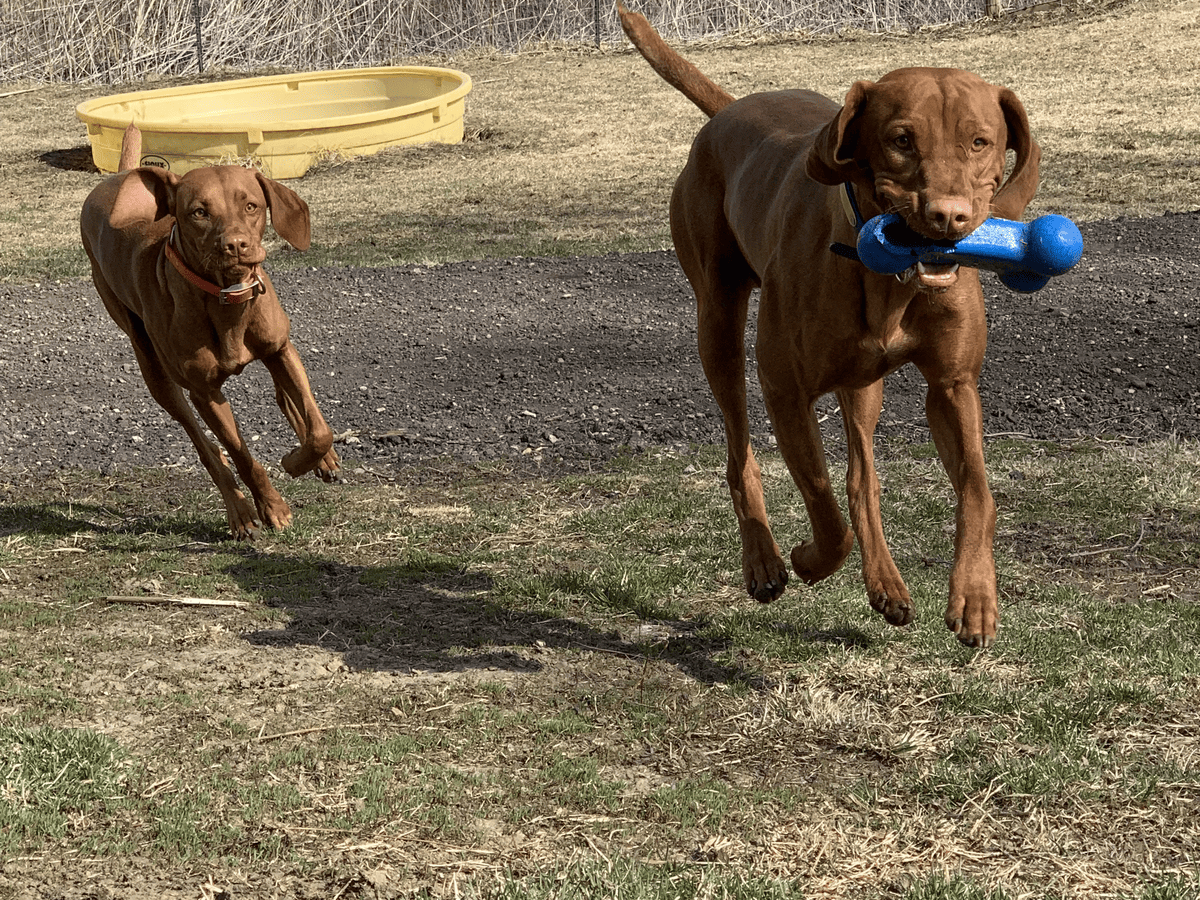 Two dogs playing with a toy together