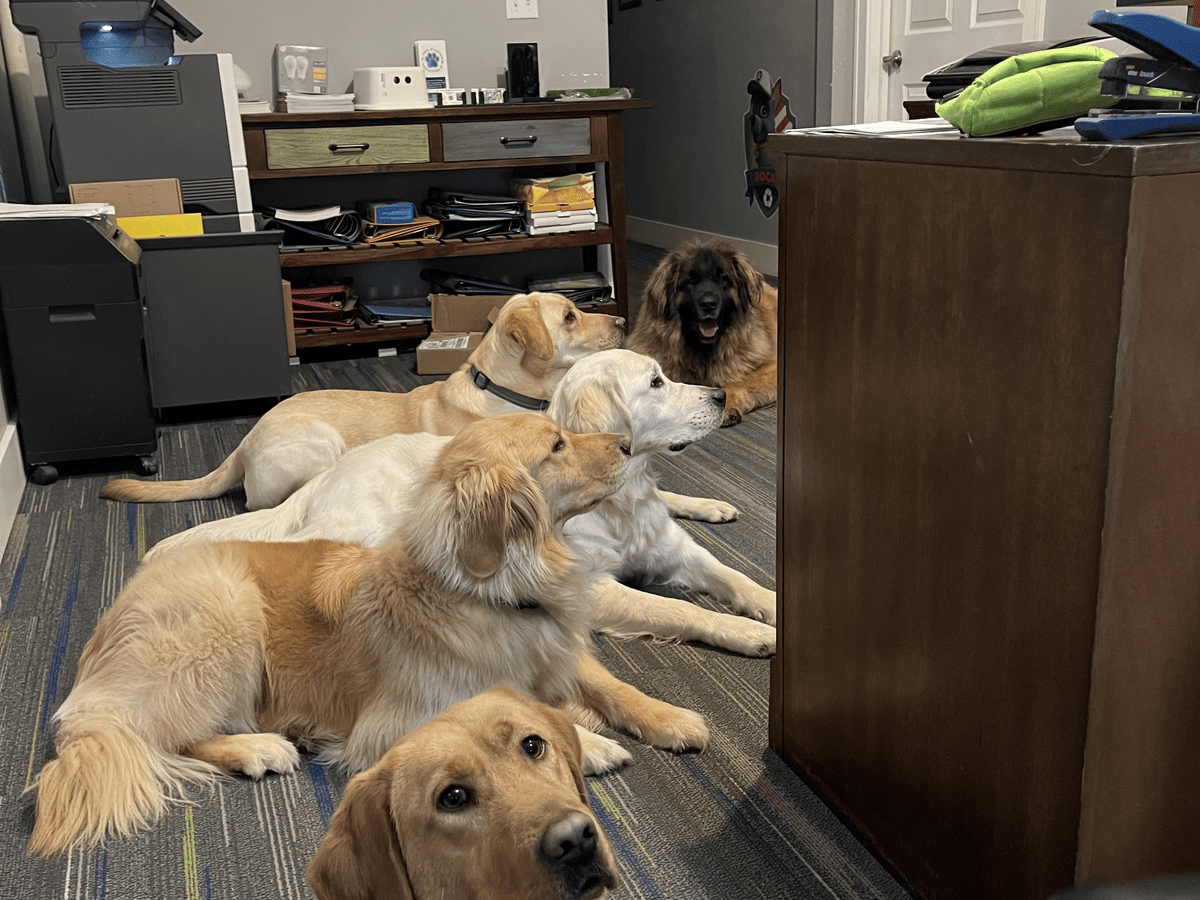 Multiple dogs lying down together indoors