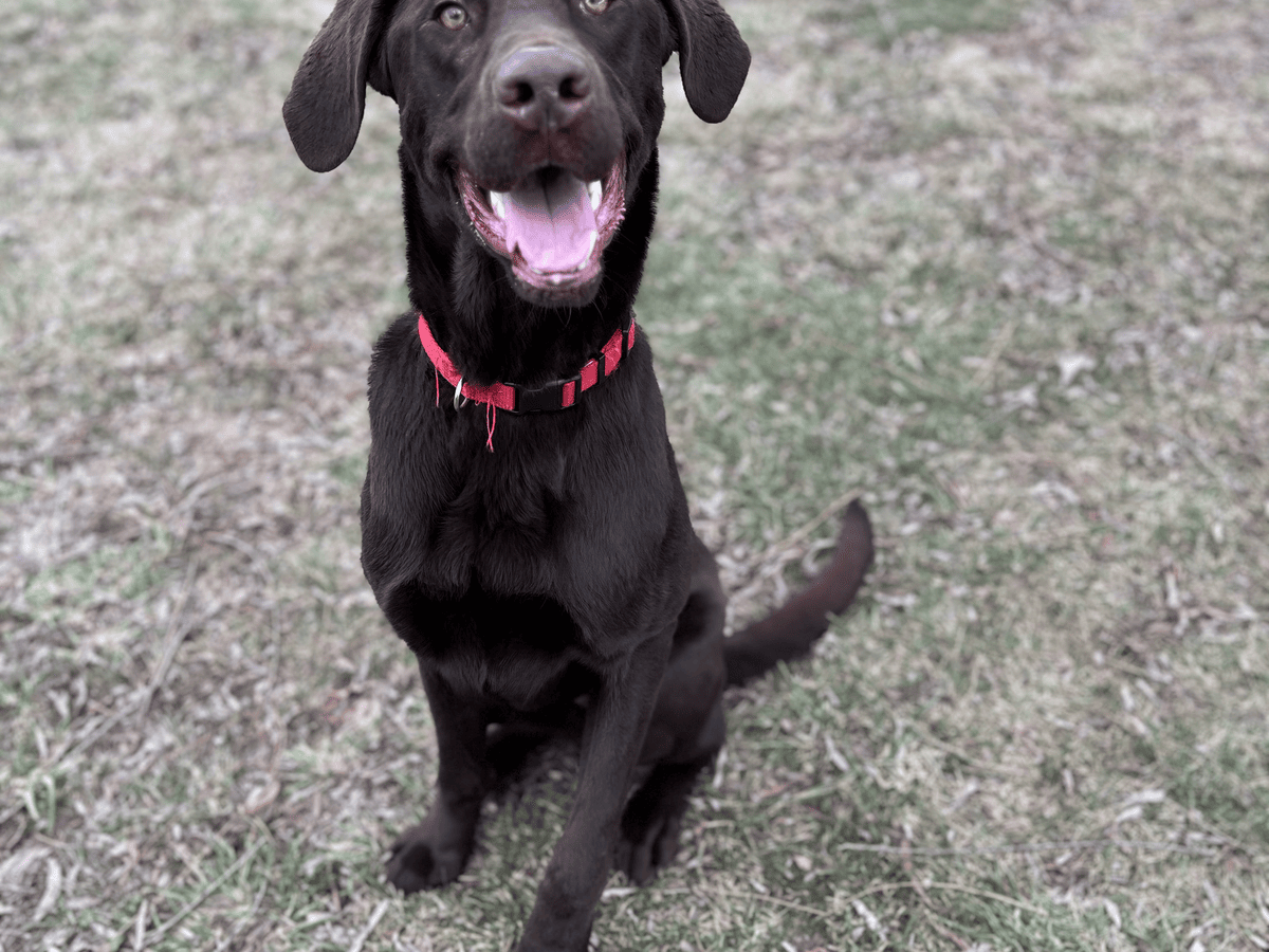 Chocolate lab sitting portrait