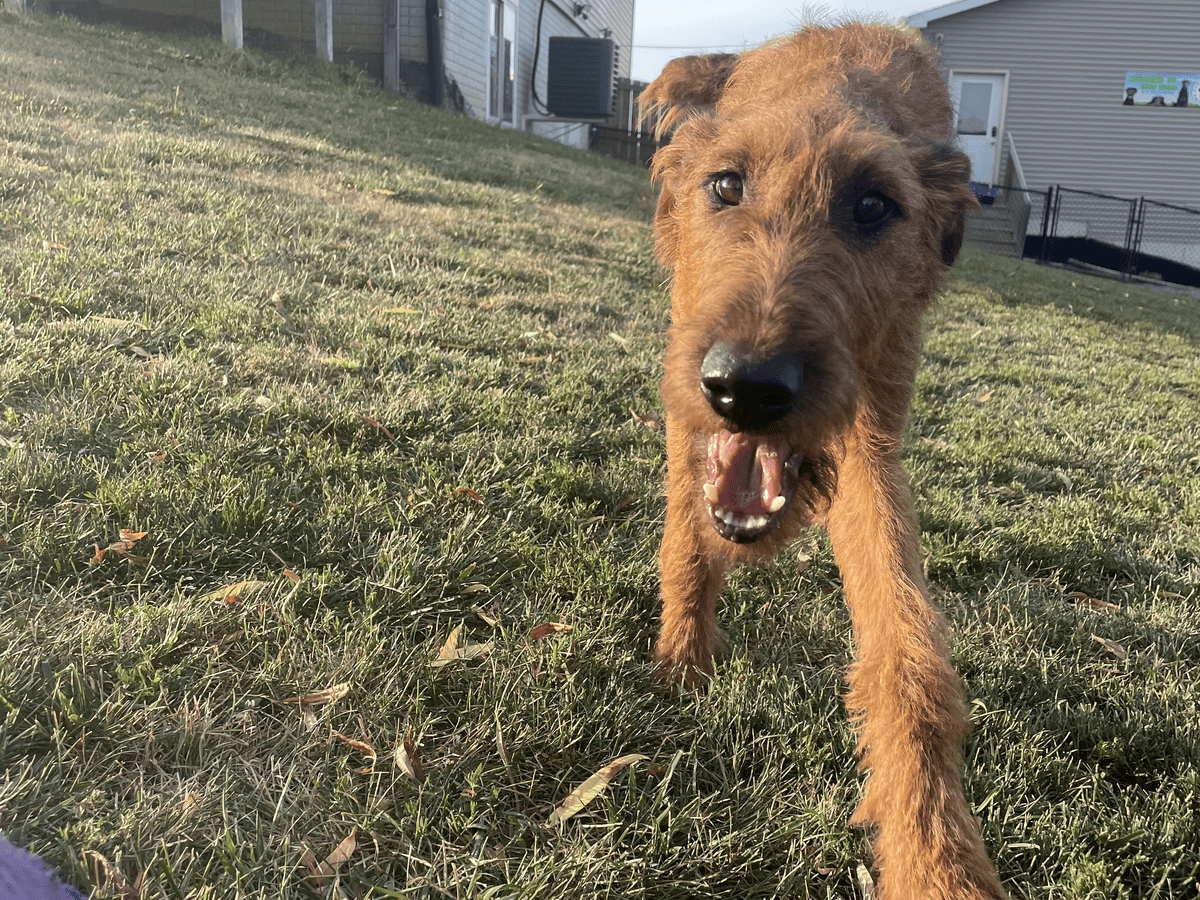 Airedale terrier running happily through the yard
