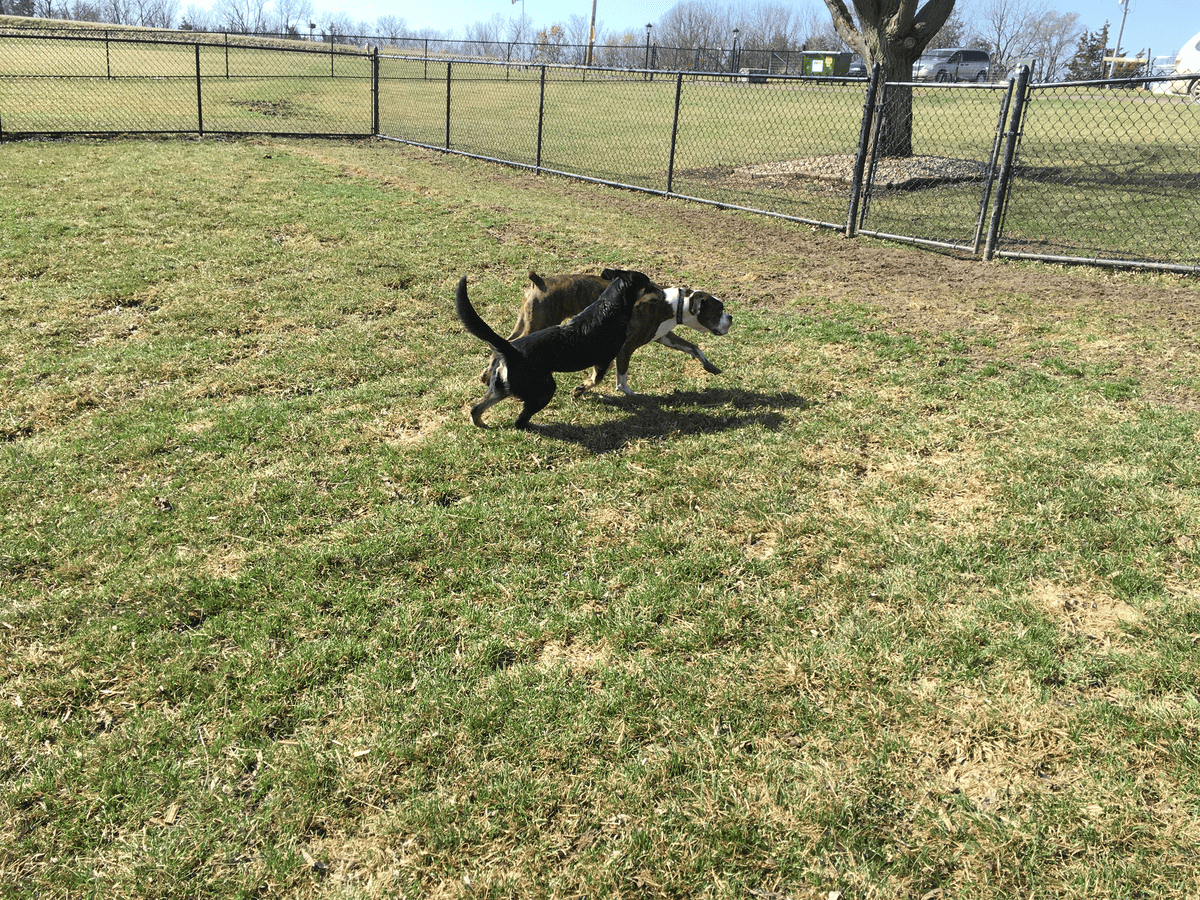 Dog running in the fenced yard