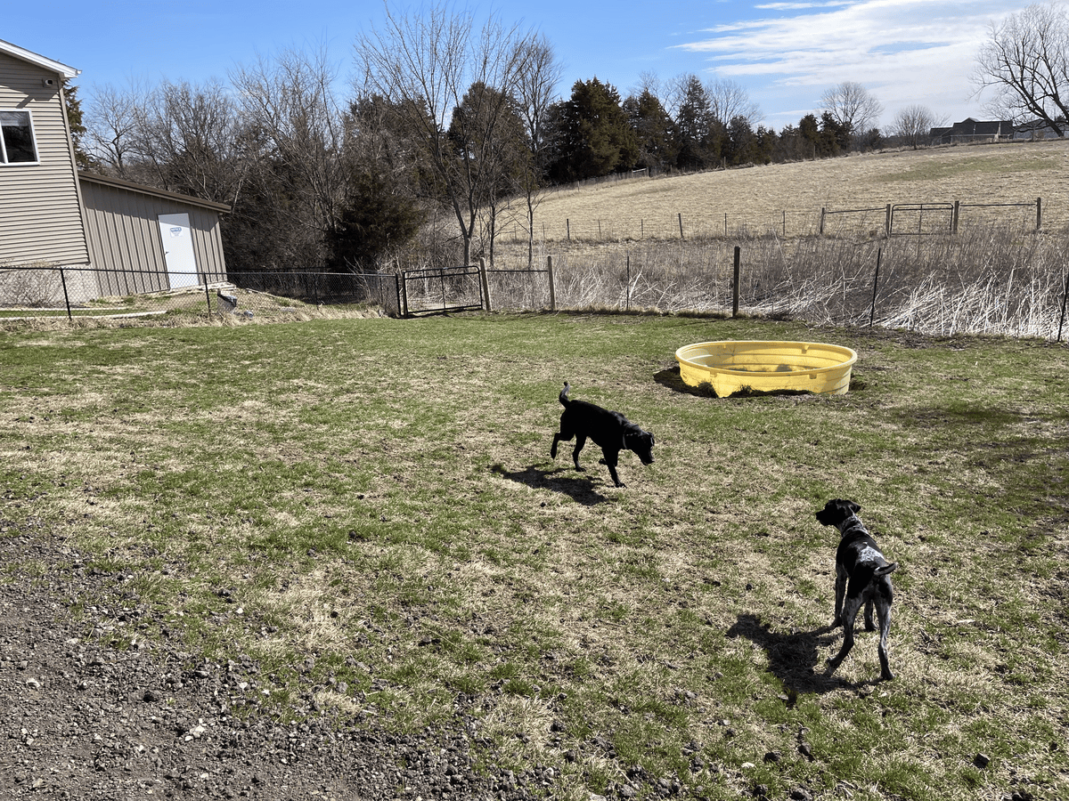 Two puppies running together outdoors