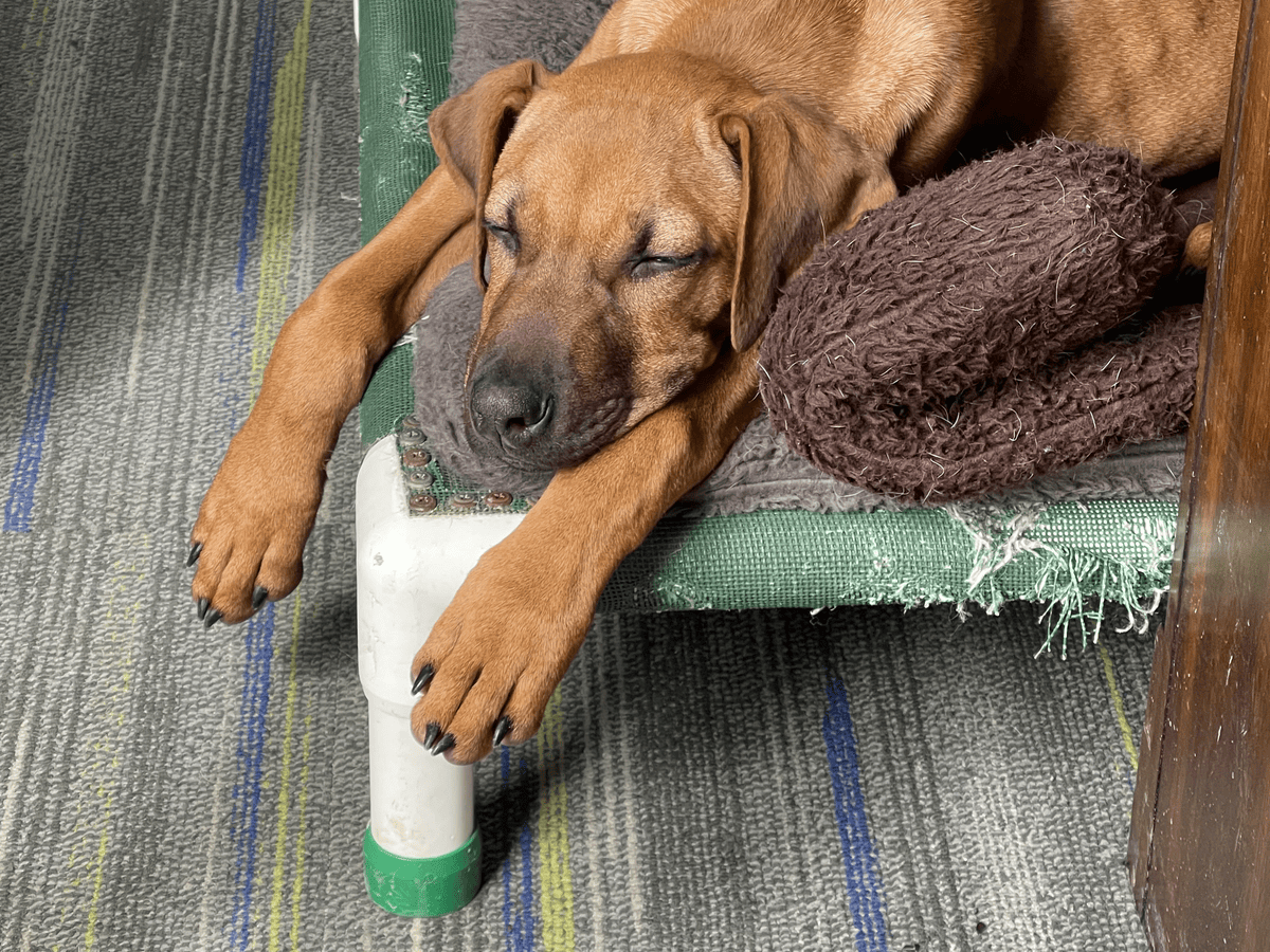 Dog resting on a cushion