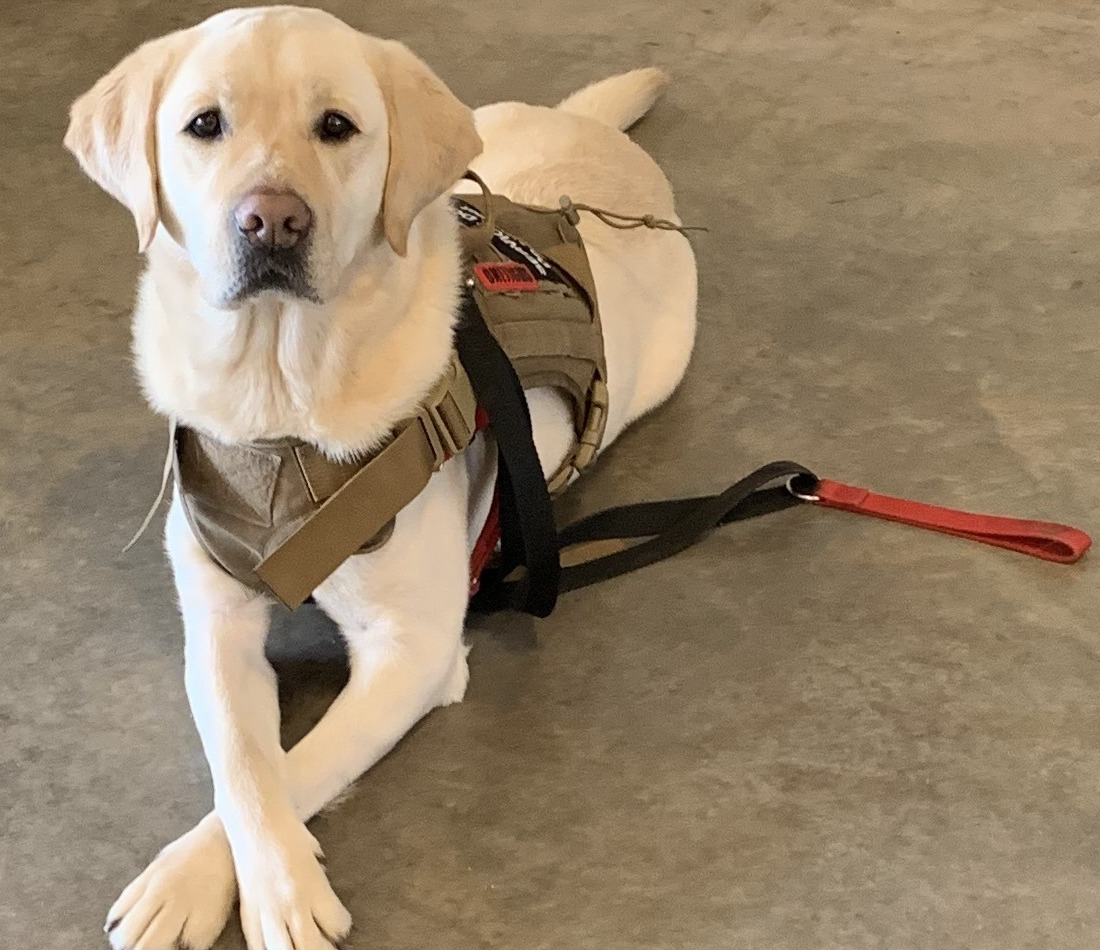 Service and trauma-response K9 in training harness