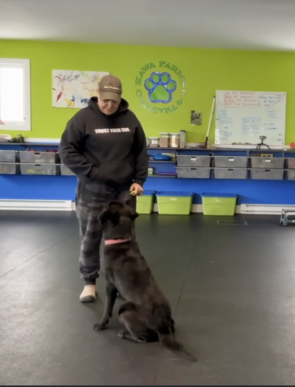 Trainer working with a dog on cues at Kawa Farms