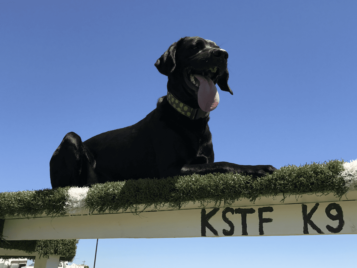 Black lab posed on the KSTF K9 training sign