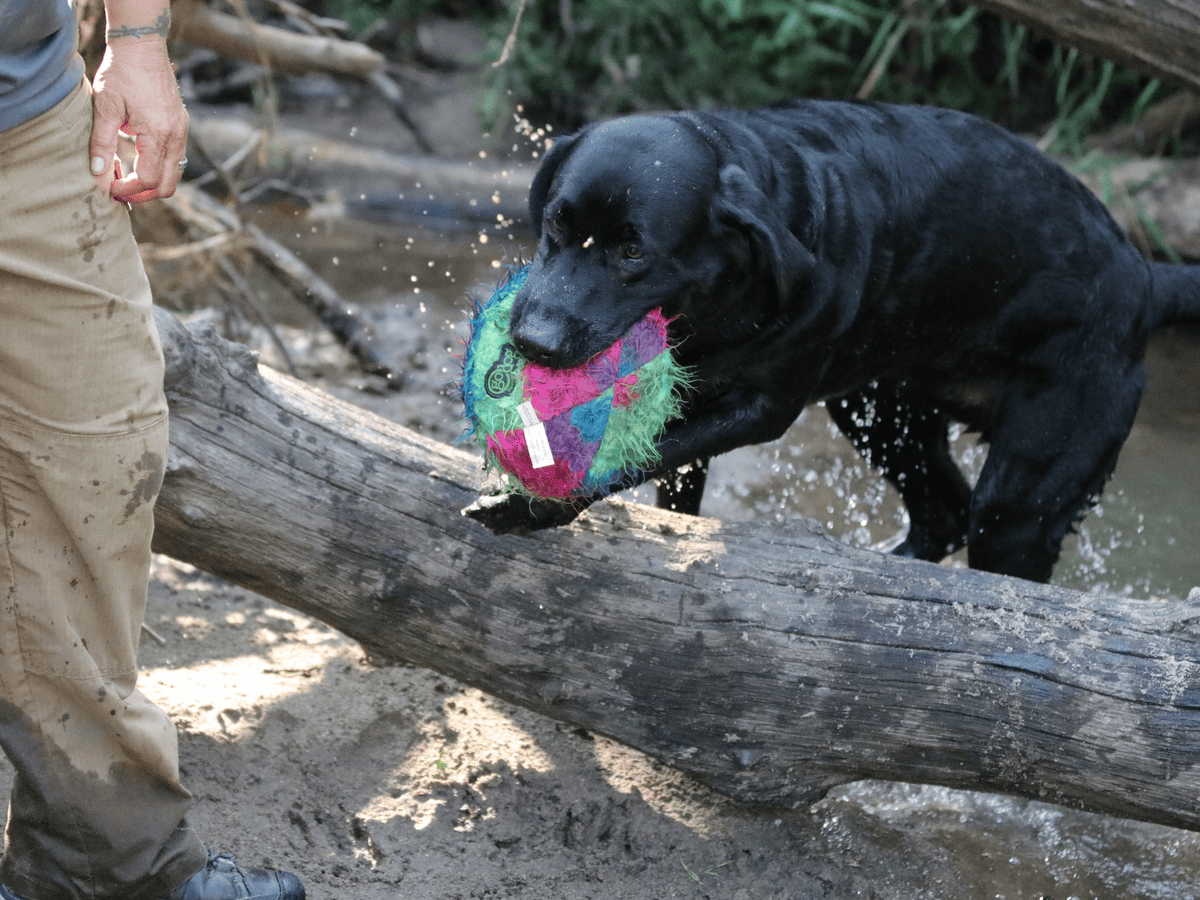 Dog retrieving a ball off a log in the water