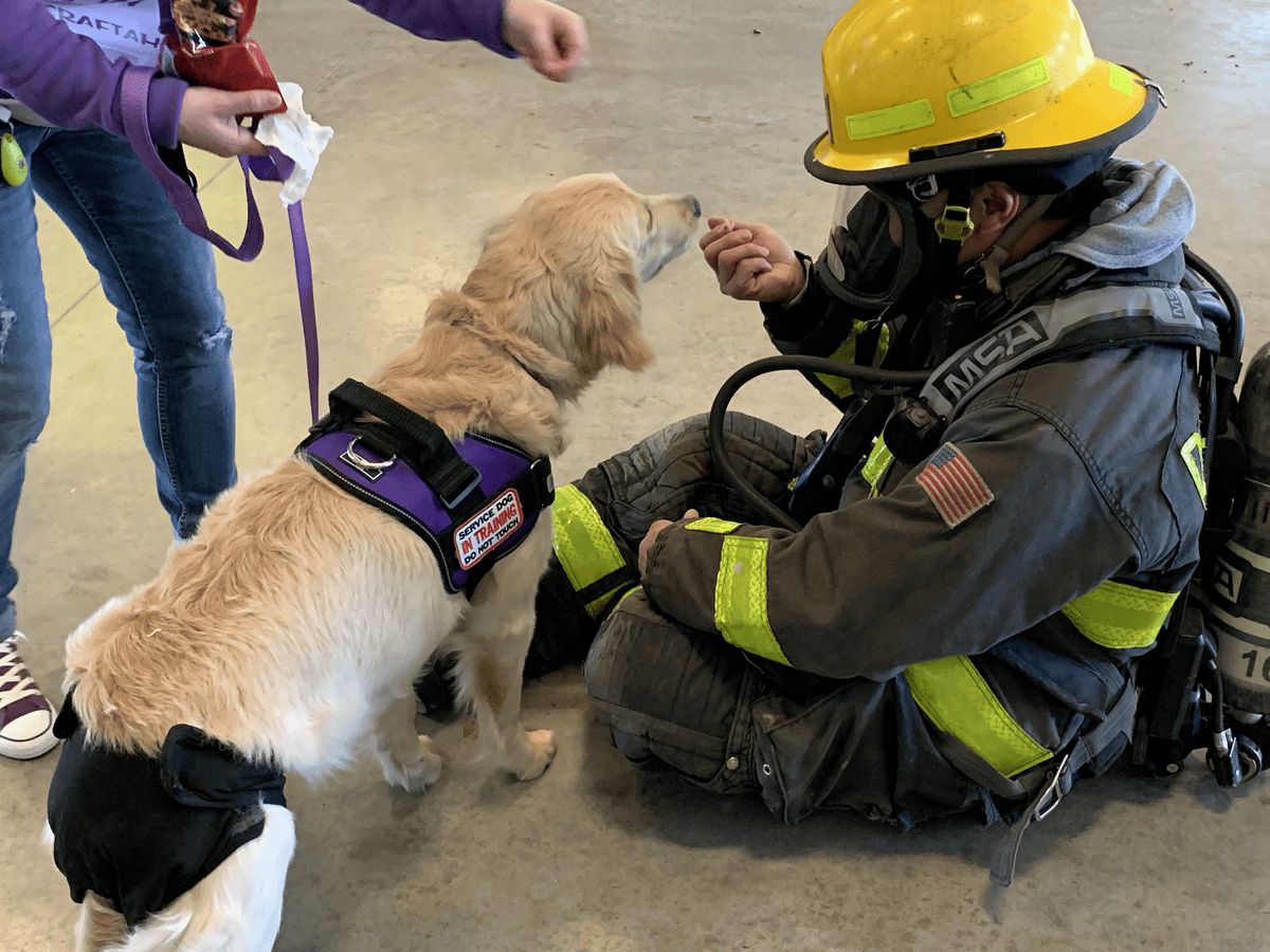 Golden dog training with a firefighter in gear
