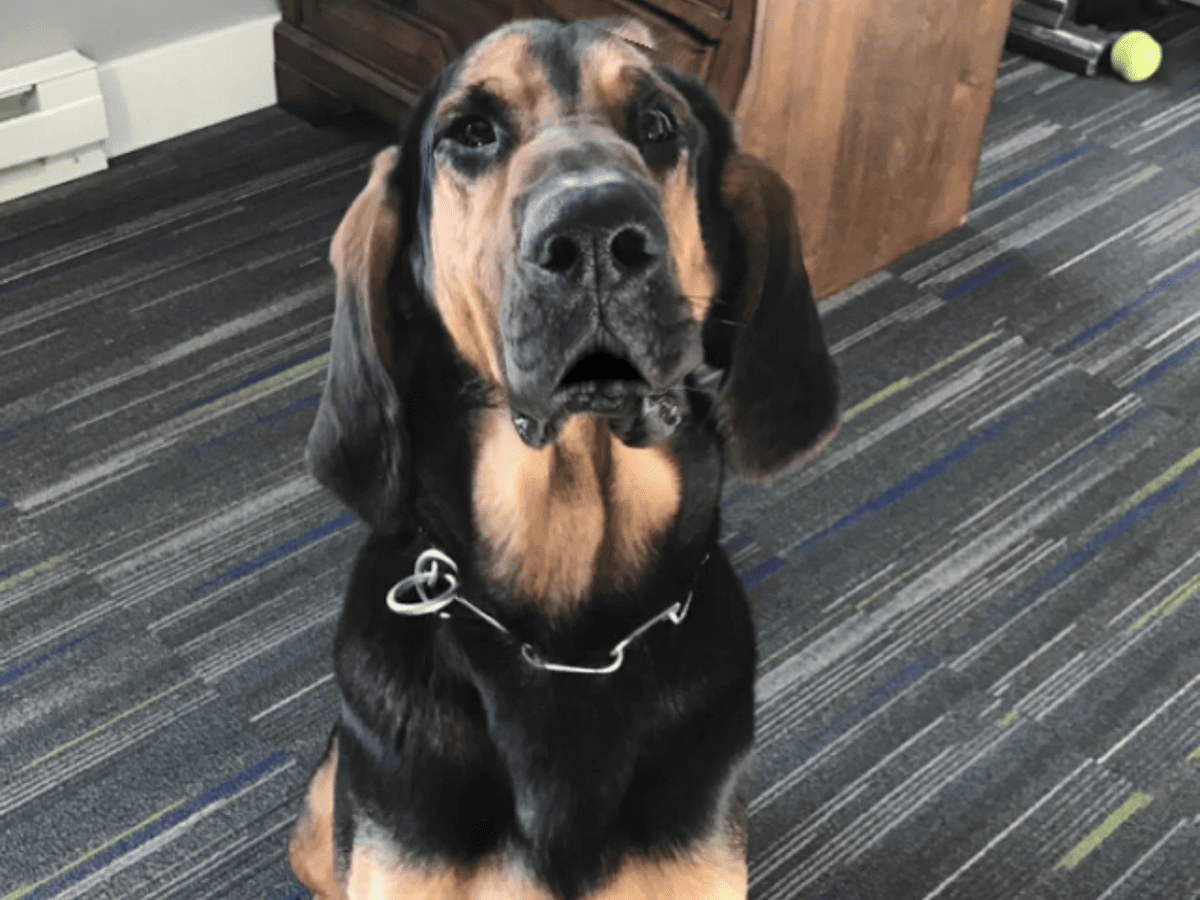 Bloodhound close-up portrait