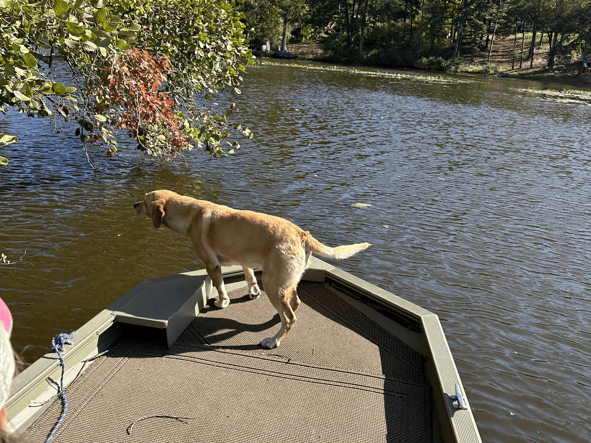 Dog jumping off a boat into the water