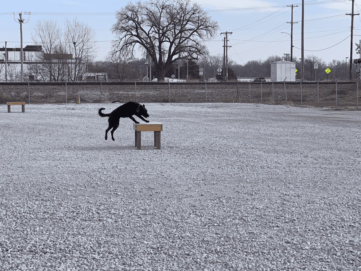 Dog clearing a hurdle in the training yard