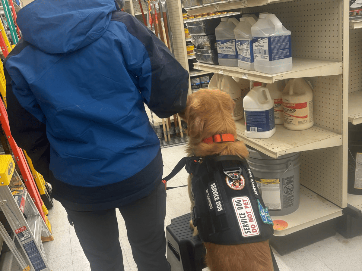 Golden dog and handler doing public-access training in a store aisle