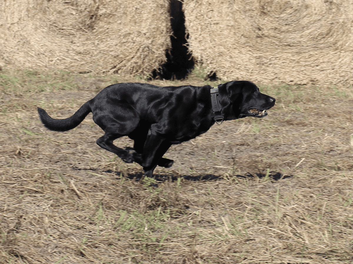 Black dog running full stride through a hay field