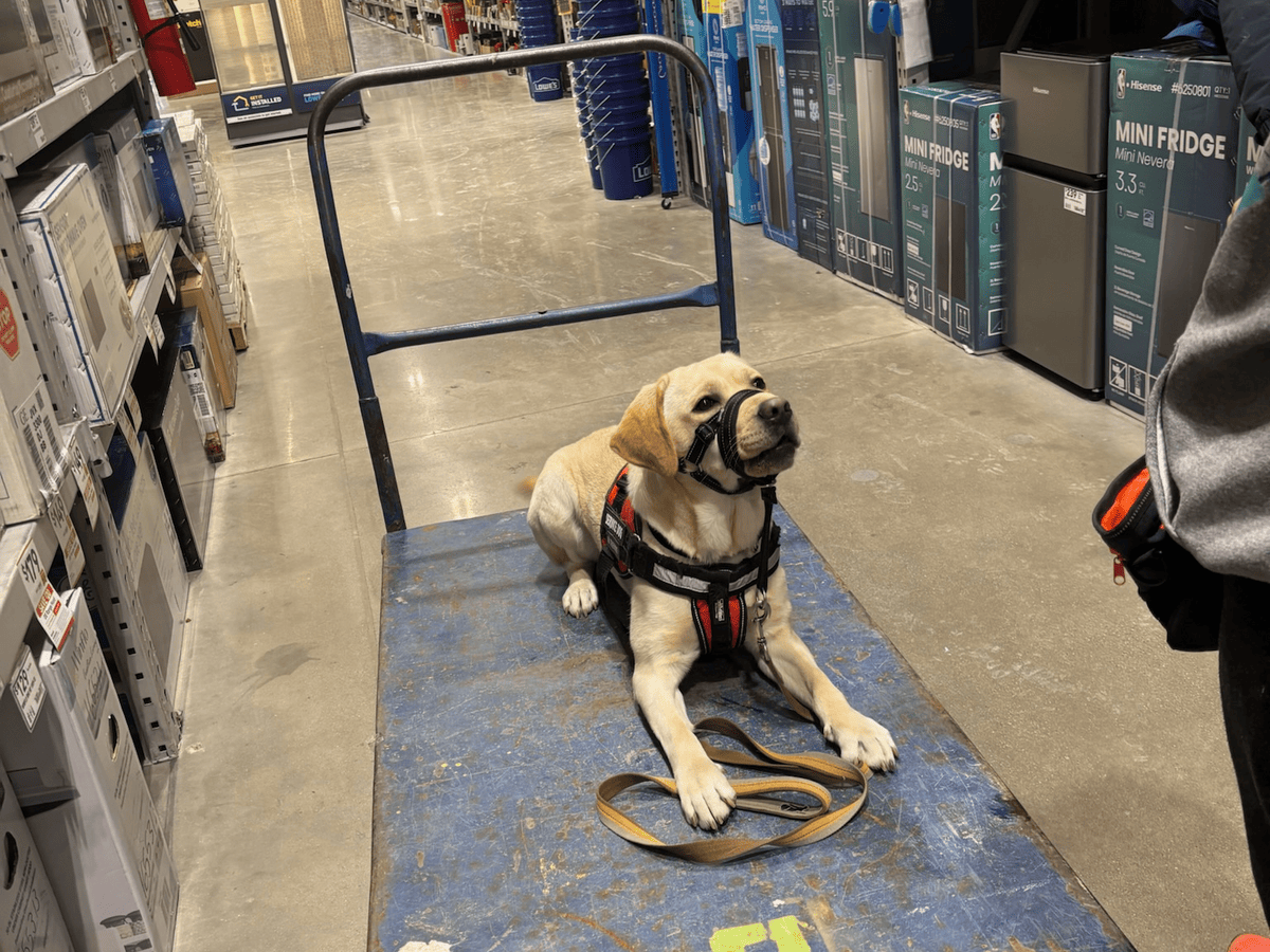 Puppy on a cart during public-access training in a store