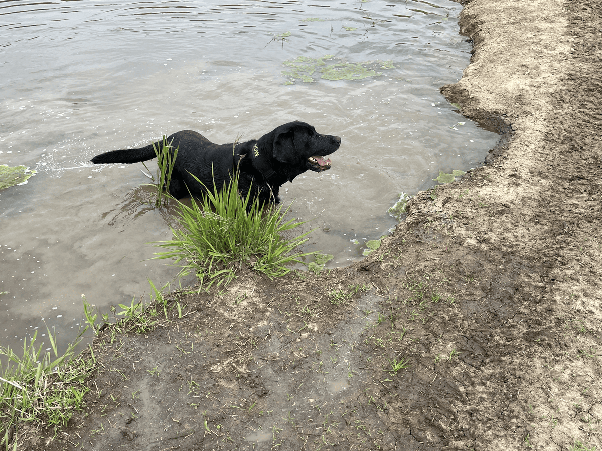Dog jumping into a muddy pond
