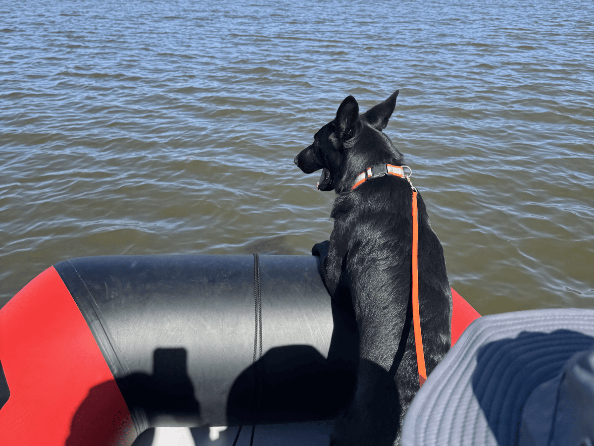 Dog alert on the bow of an inflatable boat