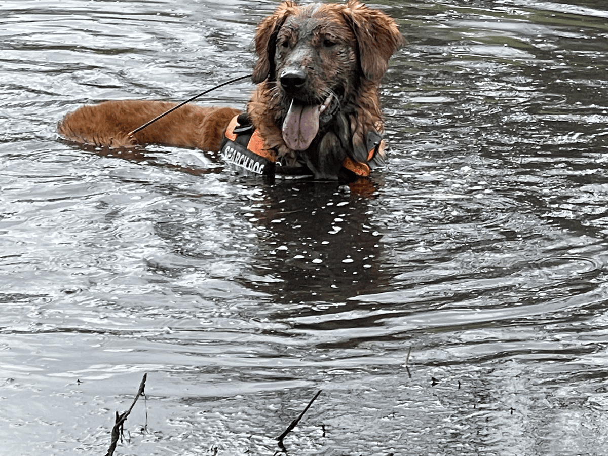 Dog swimming